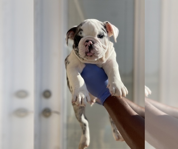 Medium Photo #10 English Bulldog Puppy For Sale in TUCSON, AZ, USA