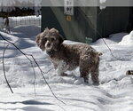 Small #2 Poodle (Miniature)