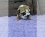 Small Photo #2 Bulldog Puppy For Sale in GOSHEN, IN, USA
