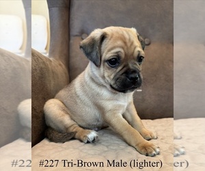 Jug Puppy for sale in LOOMIS, CA, USA