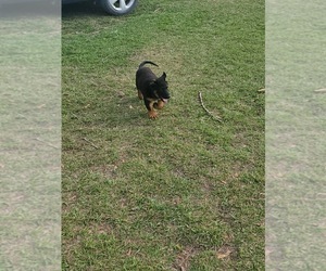German Shepherd Dog Puppy for sale in DADE CITY, FL, USA