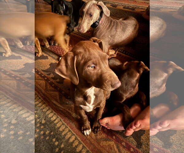 Medium Photo #2 Doberman Pinscher-Unknown Mix Puppy For Sale in Minneaoplis, MN, USA