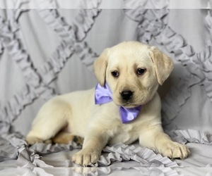 Labrador Retriever Puppy for sale in LANCASTER, PA, USA