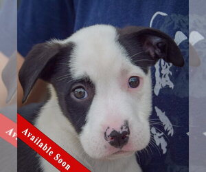 American Staffordshire Terrier-Border Collie Mix Dogs for adoption in Huntley, IL, USA