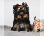Small #2 Yorkshire Terrier