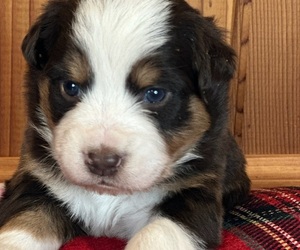 Border Collie-Miniature Australian Shepherd Mix Litter for sale in MITCHELL, OR, USA