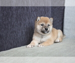 Small Photo #4 Shiba Inu Puppy For Sale in WASHINGTON, DC, USA