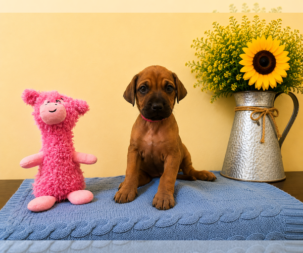 Medium Photo #11 Rhodesian Ridgeback Puppy For Sale in MADISON, GA, USA