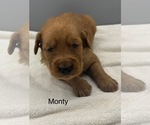 Small #3 Golden Retriever