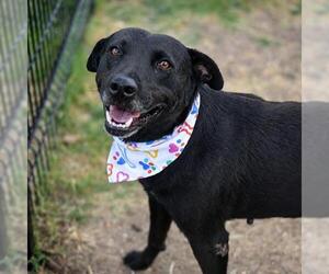 American Staffordshire Terrier Dogs for adoption in San Antonio, TX, USA