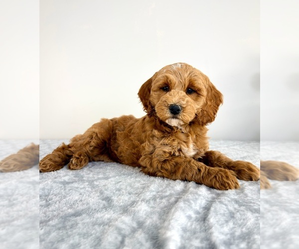 Medium Photo #5 Goldendoodle (Miniature) Puppy For Sale in GREENFIELD, IN, USA