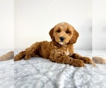 Small #4 Goldendoodle (Miniature)