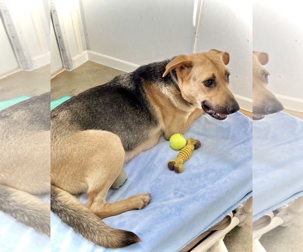 Medium Photo #3 Mutt Puppy For Sale in Estherville, IA, USA