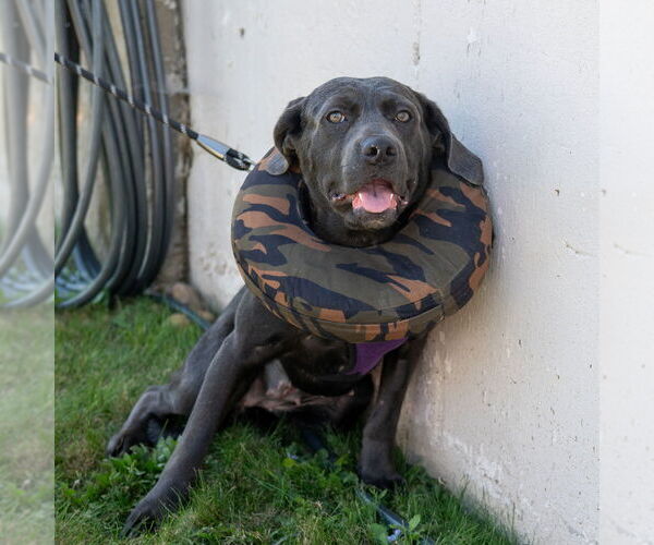 Medium Photo #9 Labrador Retriever-Unknown Mix Puppy For Sale in Mundelein, IL, USA