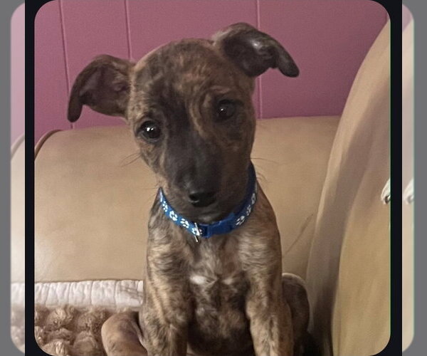 Medium Photo #2 American Pit Bull Terrier-Chihuahua Mix Puppy For Sale in Chester, VA, USA