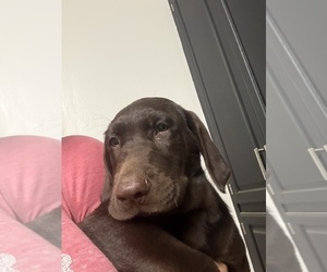 Medium Labrador Retriever
