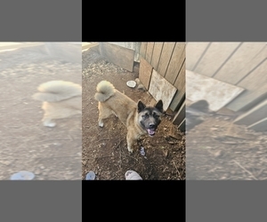 Mother of the Akita puppies born on 09/15/2025