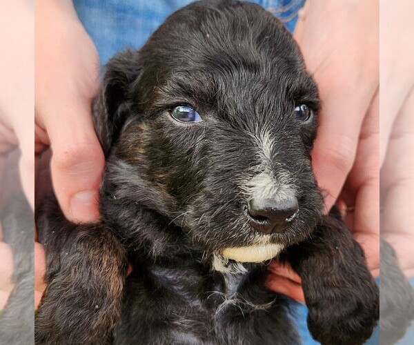 Medium Photo #8 F2 Aussiedoodle Puppy For Sale in COLUMBIA, TN, USA