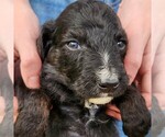 Small #7 F2 Aussiedoodle