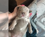 Small Photo #3 American Bully Puppy For Sale in CONCORD, CA, USA