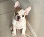 Puppy Puppy 7 French Bulldog