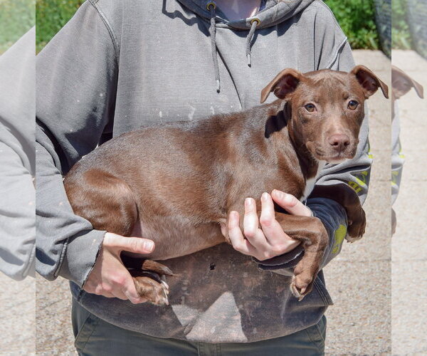 Medium Photo #2 American Staffordshire Terrier-Chocolate Labrador retriever Mix Puppy For Sale in Huntley, IL, USA