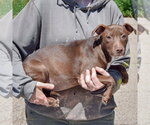 Small #1 American Staffordshire Terrier-Chocolate Labrador retriever Mix