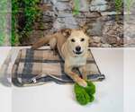 Small #3 Retriever  Mix