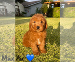 Small #3 Goldendoodle (Miniature)