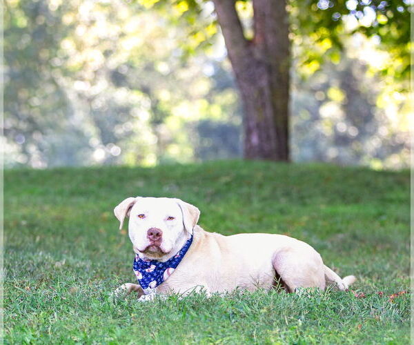 Medium Photo #18 Mutt Puppy For Sale in Unionville, PA, USA