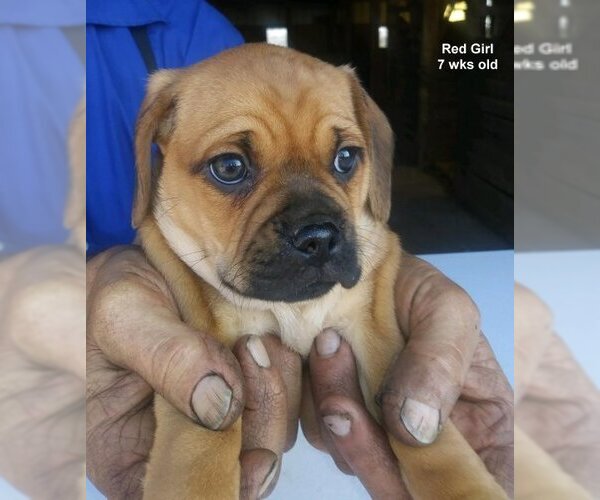 Medium Photo #1 Puggle Puppy For Sale in HOPKINSVILLE, KY, USA