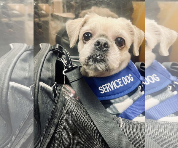 Medium Photo #1 Shih Tzu Puppy For Sale in Staten Island, NY, USA