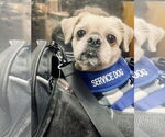 Small Shih Tzu