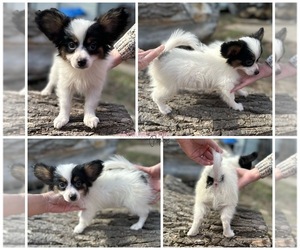 Papillon Puppy for Sale in ELK RIVER, Minnesota USA