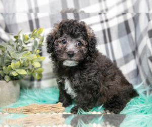 Poodle (Toy) Litter for sale in NAPPANEE, IN, USA