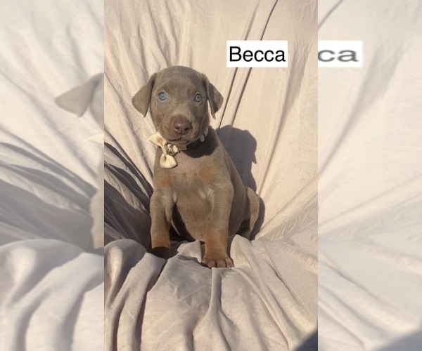 Medium Photo #3 Doberman Pinscher Puppy For Sale in POMEROY, OH, USA