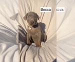 Small #2 Doberman Pinscher