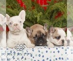 Small #2 French Bulldog