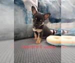 Puppy 4 Chihuahua