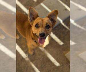 Chihuahua Dogs for adoption in Santa Maria, CA, USA