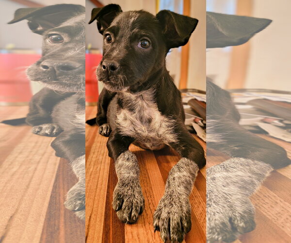 Medium Photo #2 Mutt Puppy For Sale in Garden City, NY, USA