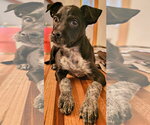 Small #1 Mutt