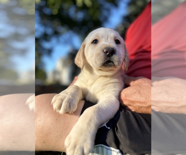 Medium Photo #3 Labrador Retriever Puppy For Sale in THORNTON, CO, USA