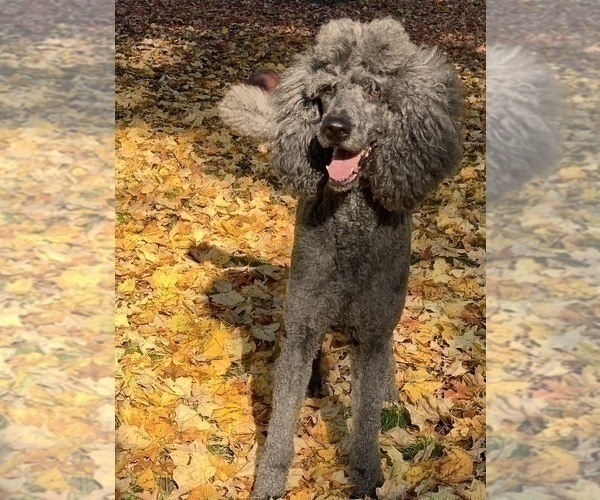 Medium Photo #1 Poodle (Standard) Puppy For Sale in PAW PAW, MI, USA