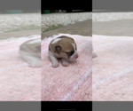 Small Photo #3 Pembroke Welsh Corgi Puppy For Sale in OCEANSIDE, CA, USA