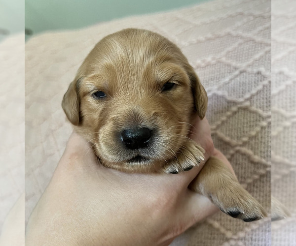 Medium Photo #3 Golden Retriever Puppy For Sale in JEFFERSON, IA, USA