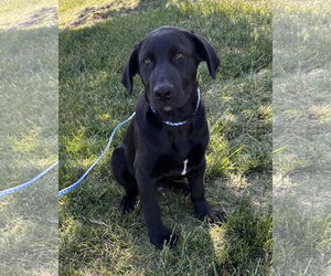 Labrador Retriever-Unknown Mix Dogs for adoption in Garner, NC, USA