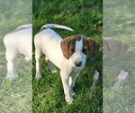 Small #7 Mutt