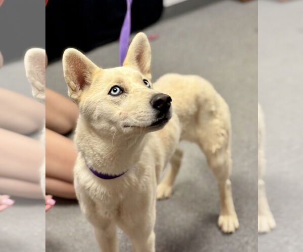 Medium Photo #3 Huskies -Unknown Mix Puppy For Sale in Euless, TX, USA