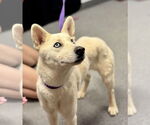 Small #2 Huskies  Mix